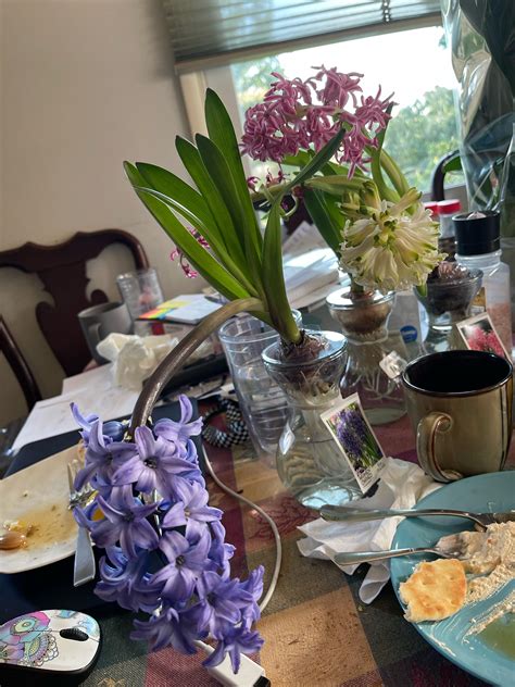 Who needs air freshener when you have Hyacinth???? BEST SMELL EVER : r/traderjoes - what is the smell of hyacinth