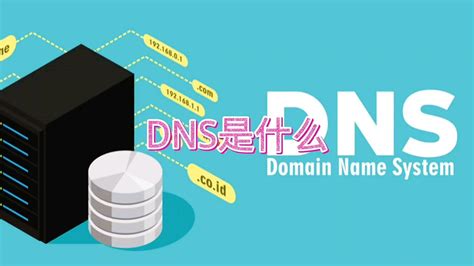 DNS 的图像结果