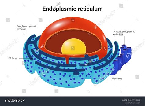 Endoplasmic Reticulum Diagram Endoplasmic Reticulum (Rough)
