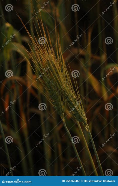 Wheat Crop stock image. Image of common, plant, triticum - 255769463