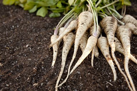 Nutritional Value Of Parsnips