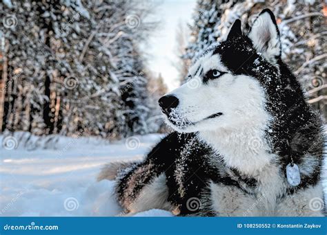 Husky dog lying in the stock photo. Image of looking - 108250552