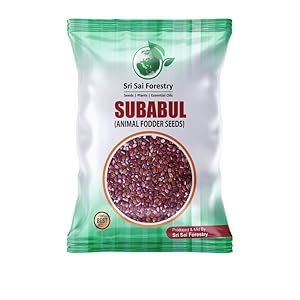 SRI SAI FORESTRY Subabul Seeds for Planting, Subabul Seed for Animal ...