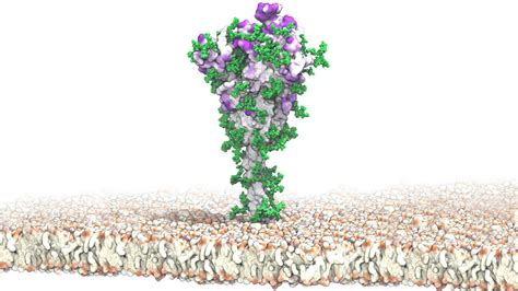 Why COVID Vaccines Give Way Better Protection Than A COVID Infection ...