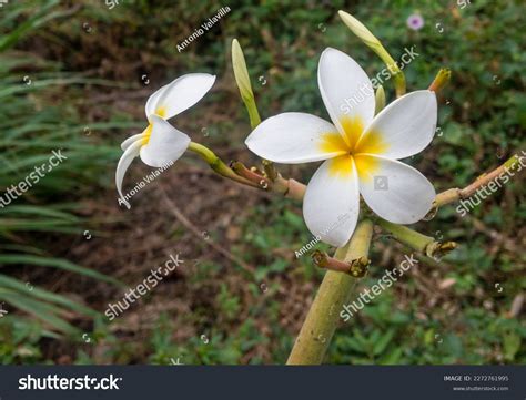 Plumeria Rubra F Acutifolia Sacuanjoche Flower Stock Photo 2272761995 ...