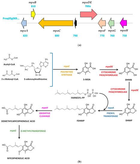 Secondary Metabolites Produced by the Blue-Cheese Ripening Mold ...