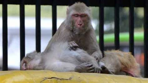 Monkeys Snatch Baby & Throw In Water Tank