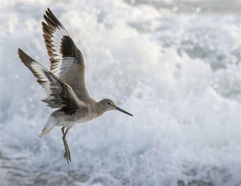 New Jersey Audubon - Digital Photography Exhibit Opening Reception, New ...