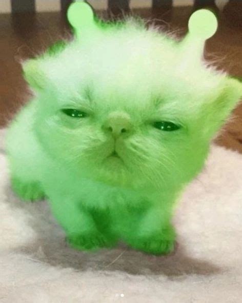 Image result for Alien Cat Pic