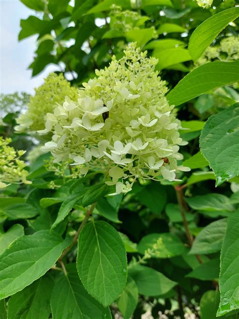 Galaxy A52 Review CNET 的图像结果