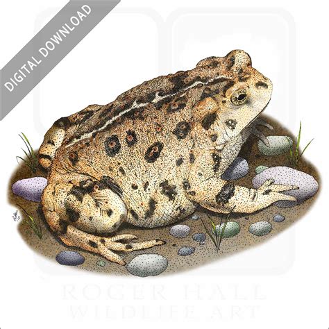 Image result for Toad Basic Drawing
