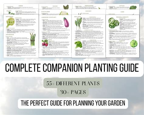 The Ultimate Spinach Companion Planting Chart - b-ygil