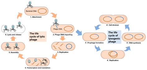 Lysogenic Cycle Diagram Only