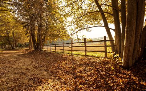 Download wallpaper 2560x1600 trees, fallen leaves, fence, autumn ...