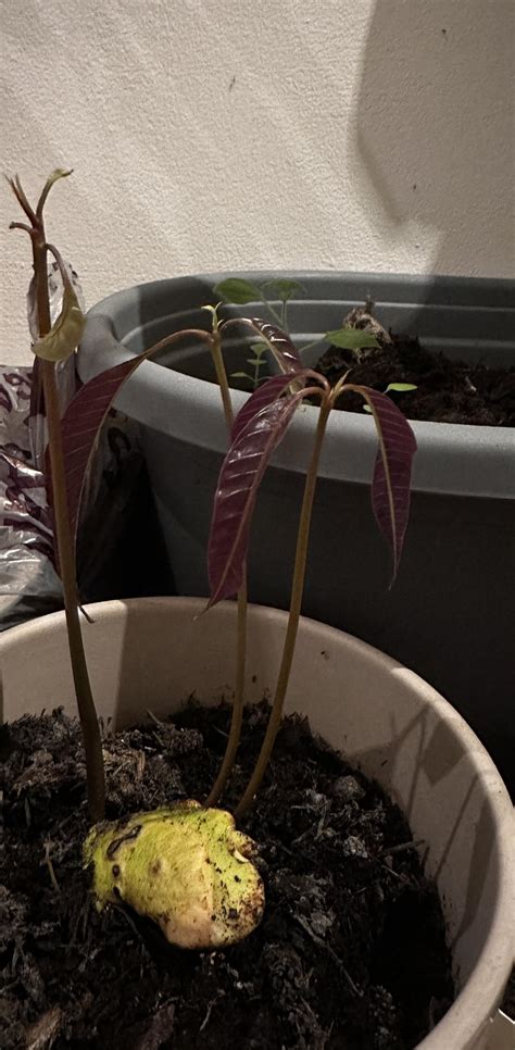 Image result for Mango Sprouting