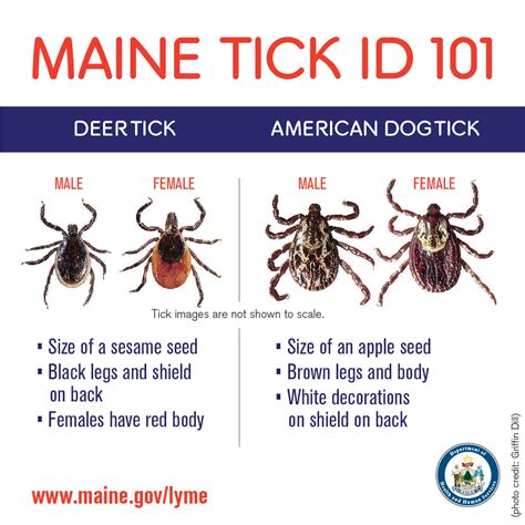How Can You Tell The Difference Between A Deer Tick And A Wood Tick at Zoe Nixon-smith blog