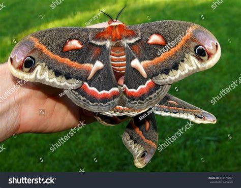 Giant Silk Moth