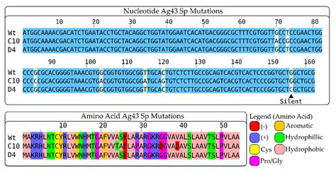 Engineering Ag43 Signal Peptides with Bacterial Display and Selection