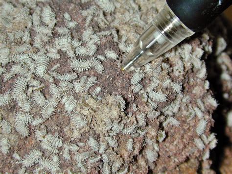 Larvas do predador Cryptolaemus montrouzieri - Portal Embrapa