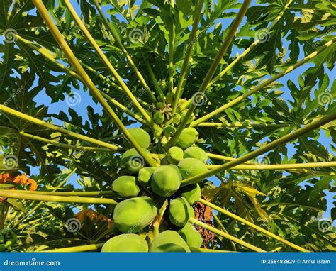 The Papaya (from Carib Via Spanish), Papaw or Pawpaw is the Plant ...