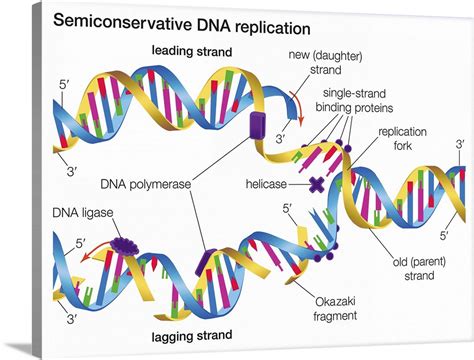 DNA Replication Model Labeled 的图像结果