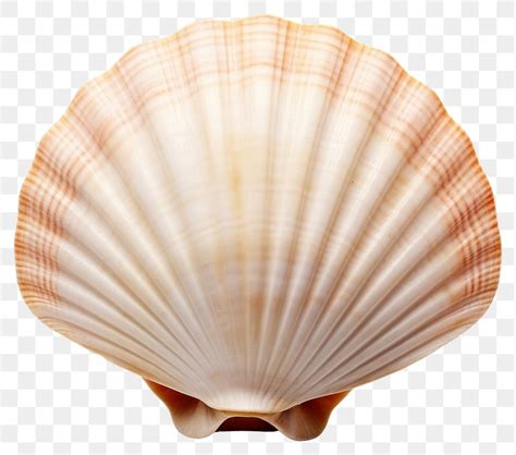 Image result for Shell Background Animate