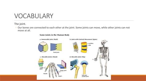 Image result for Musculoskeletal System Word