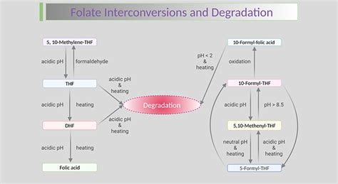 Image result for Folate Water-Soluble