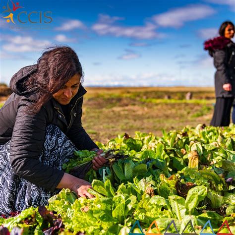 Calgary Catholic Immigration Society on LinkedIn: #landofdreams # ...