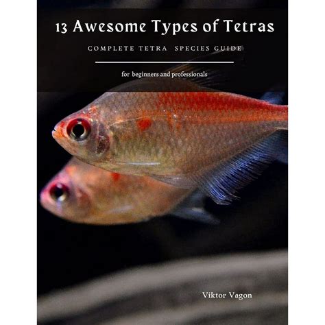 Tetra Fish Types