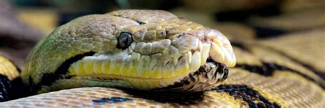 Reticulated Python Coil 的图像结果