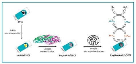 Recent Advances in the Development of Laccase-Based Biosensors via Nano ...