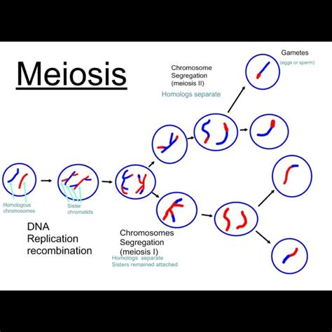 Virtual Lab: Exploring the Inheritance of Traits through Meiosis ...