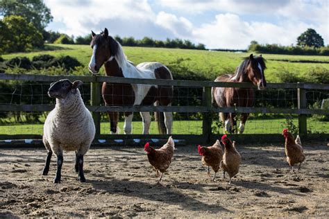 Farm Animals Free Stock Photo - Public Domain Pictures