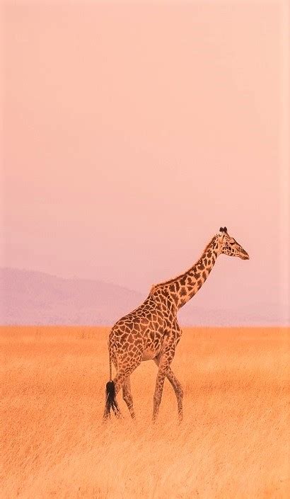 Kenya Tourism