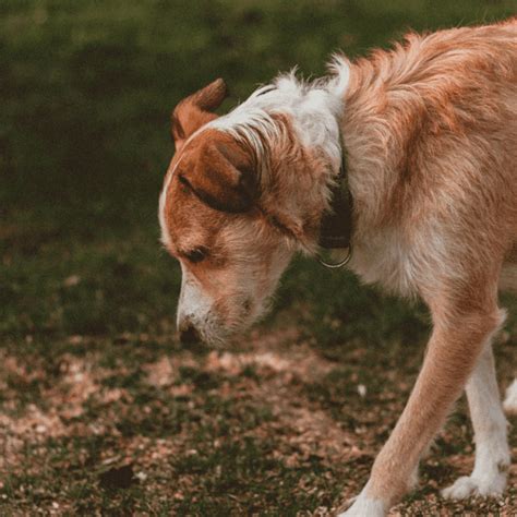 What Can Cause A Dog To Throw Up Bile