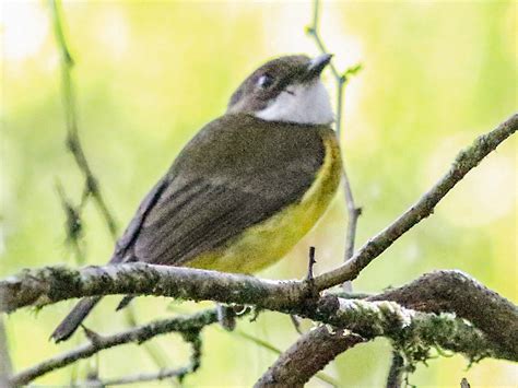 Sclater's Whistler - eBird