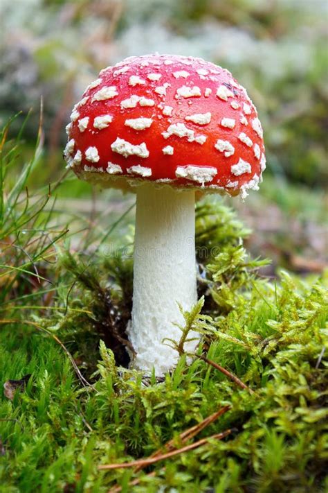 Image result for Mushroom Huge Dataset Classification Python