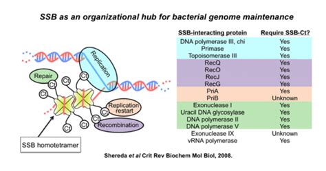 Single-Stranded Binding Protein 的图像结果