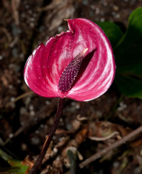 Spathiphyllum (Red peace lily)