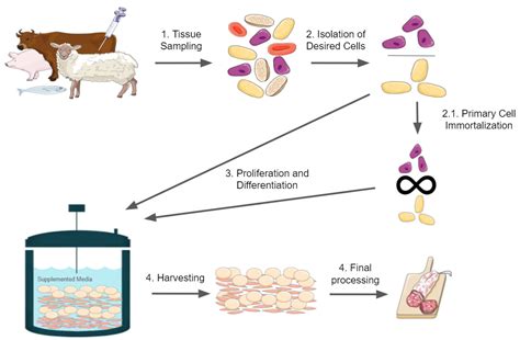 Immortalizing Cells for Human Consumption