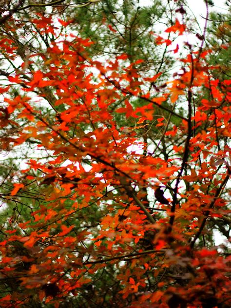 叠翠流金！北京门头沟这个村的满山红叶等你来 | 北晚新视觉