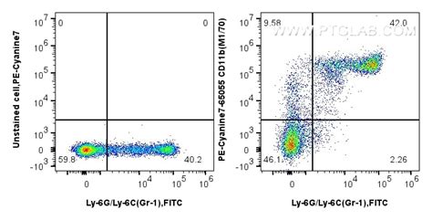 CD11b antibody (PY7-65055) | Proteintech