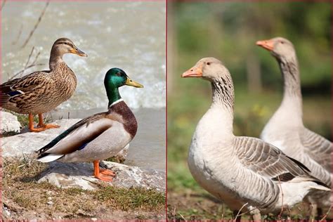 Python vs Goose 的图像结果