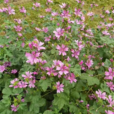 Wilde Malve / Malva sylvestris