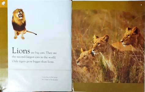 Amazing Animals - Lions – Books and You