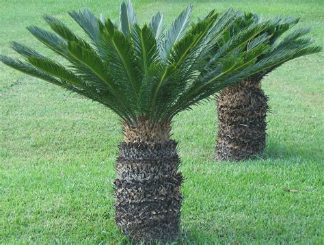 Buy M-Tech Gardens Rare Ornamental Sago Palm (Cycas revoluta) king sago ...