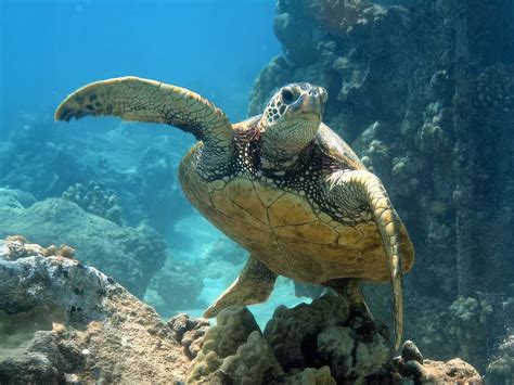TURTLE POINT - All You Need to Know BEFORE You Go 2026 (with Photos ...