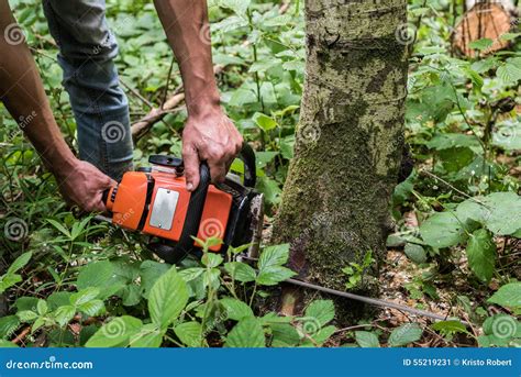 Image result for Face Cut Tree Felling