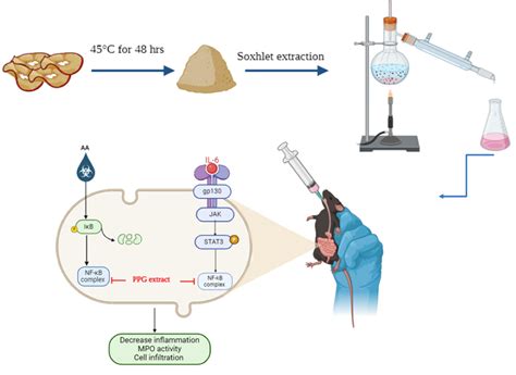 Therapeutic Evaluation Punica granatum Peel Powder for the Ailment of ...